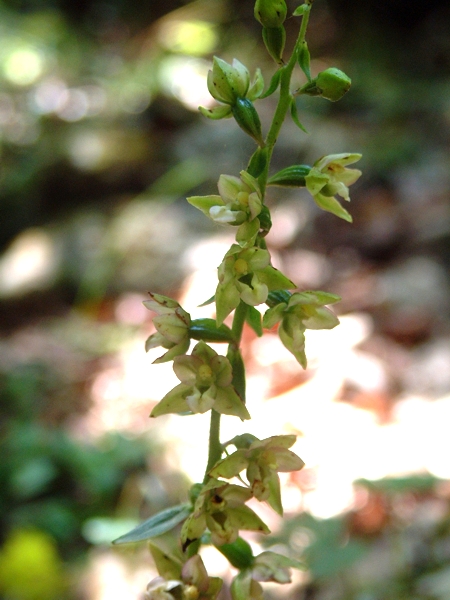 Epipactis helleborine